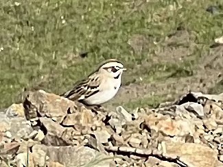 Lark Sparrow - Crima Pogge