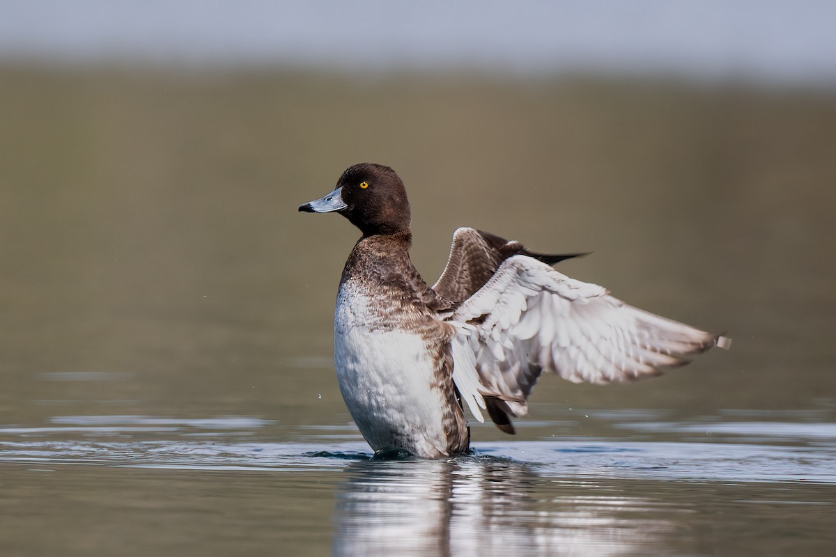 鳳頭潛鴨 - ML434863081