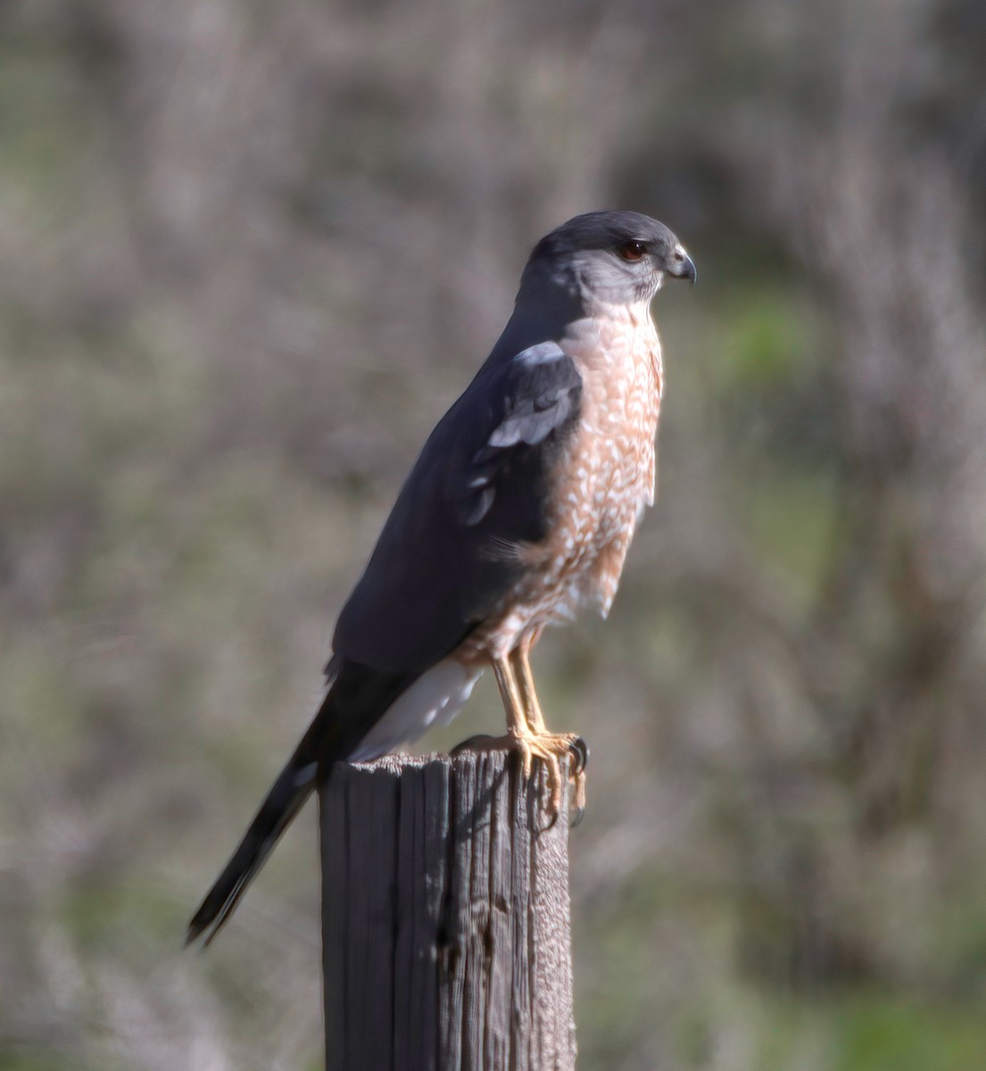 Cooper's Hawk - ML434863361