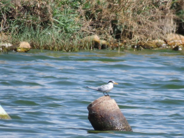 Least Tern - ML434864241