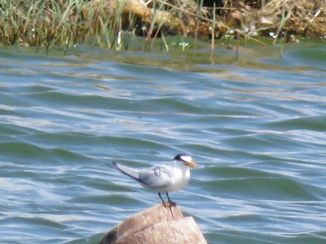 Least Tern - ML434864451