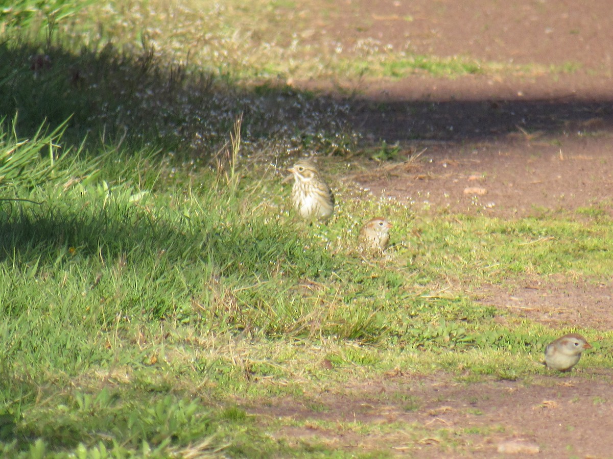 Vesper Sparrow - ML434864491