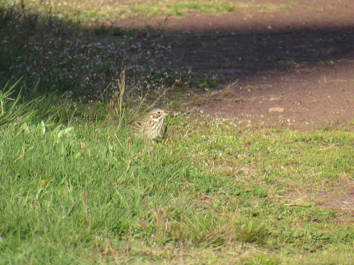 Vesper Sparrow - ML434864511