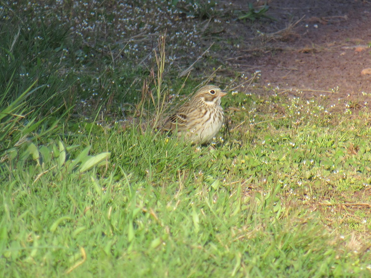 Vesper Sparrow - ML434864561