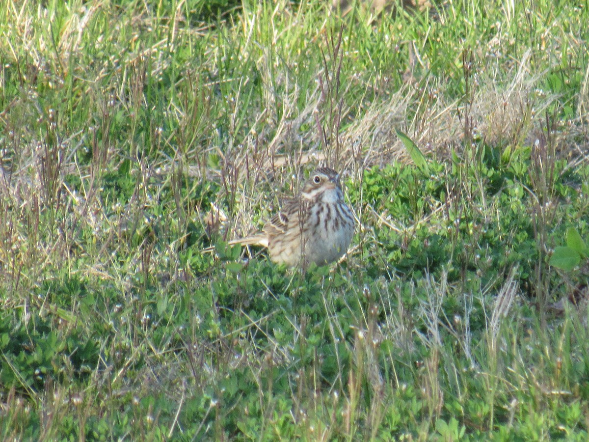 Vesper Sparrow - ML434864621