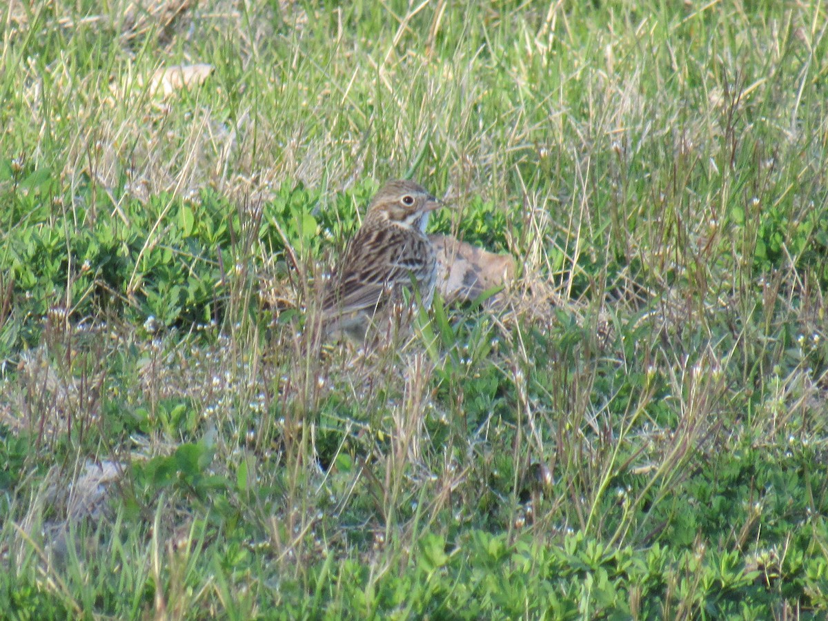 Vesper Sparrow - ML434864651