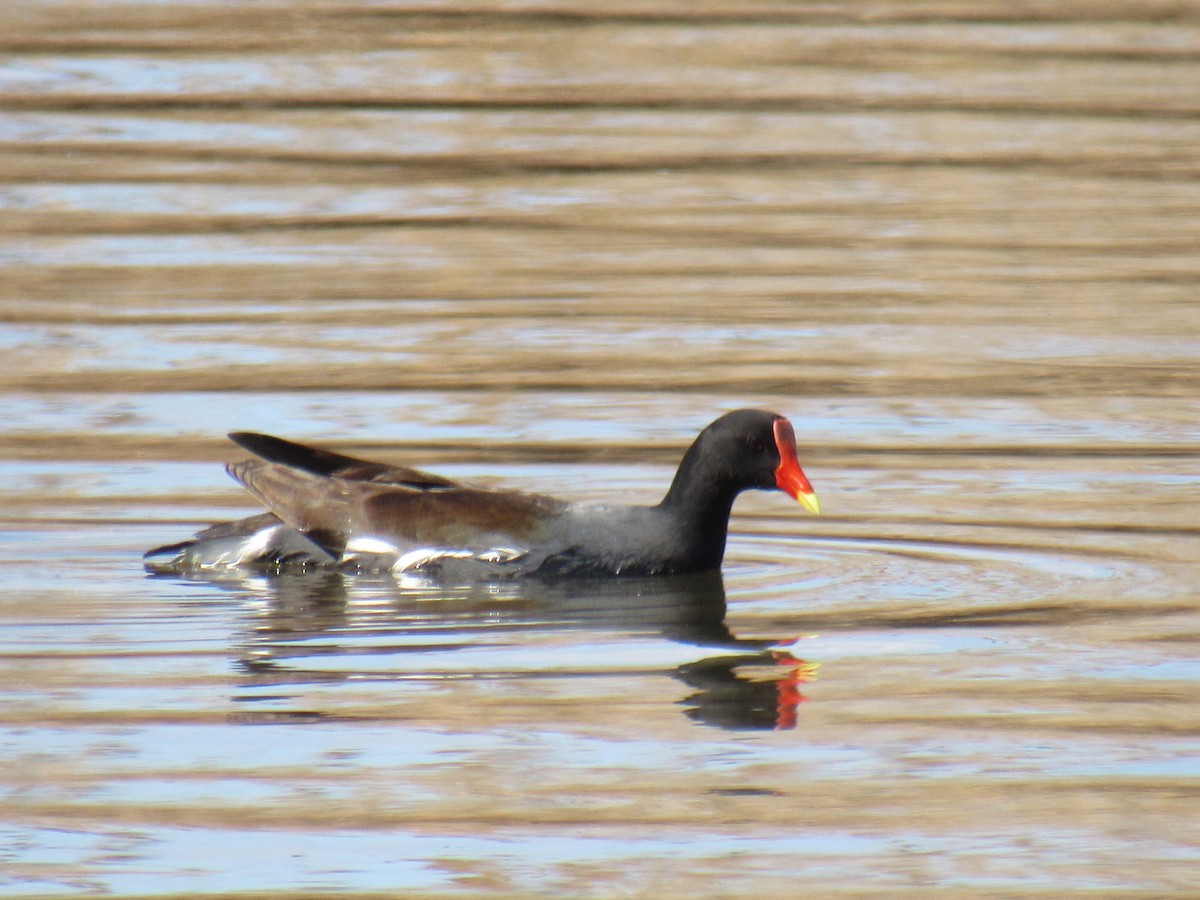 Common Gallinule - ML434865371