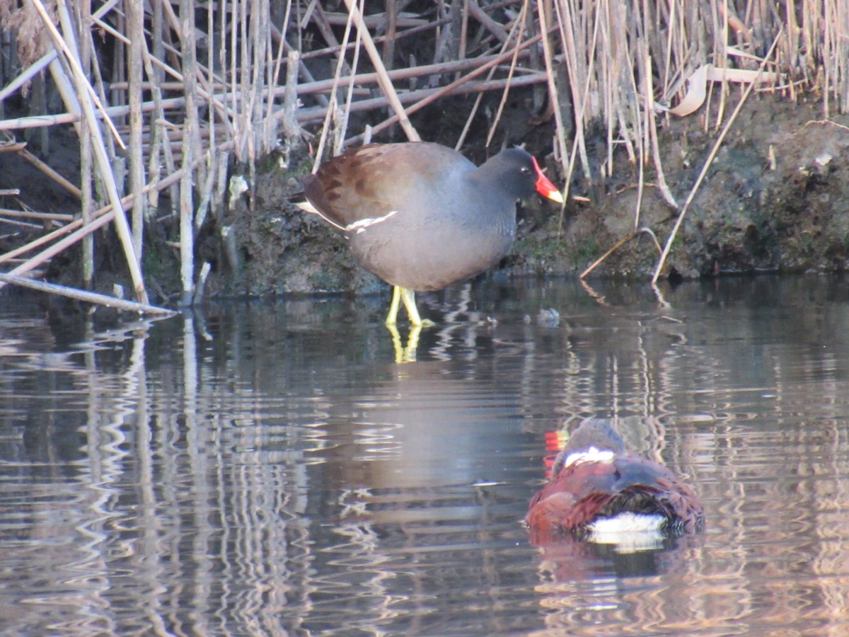 Common Gallinule - ML434865401