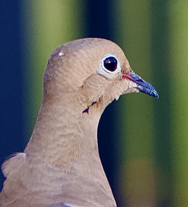 Mourning Dove - ML434866731