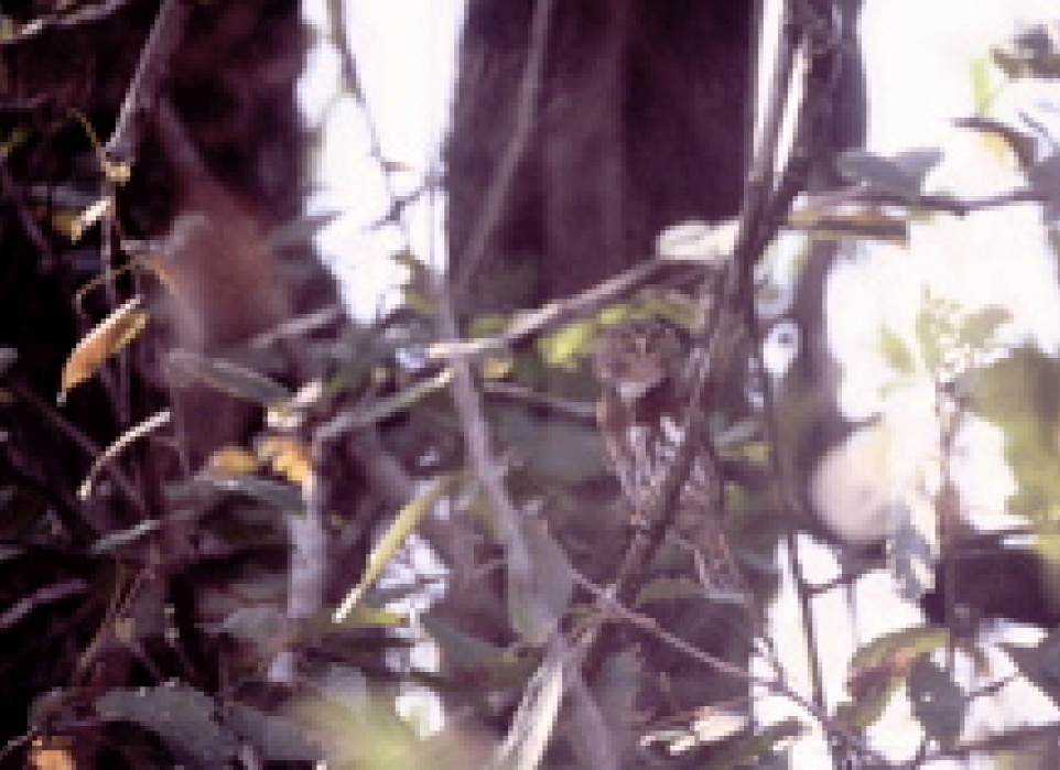 Tamaulipas Pygmy-Owl - ML434866911