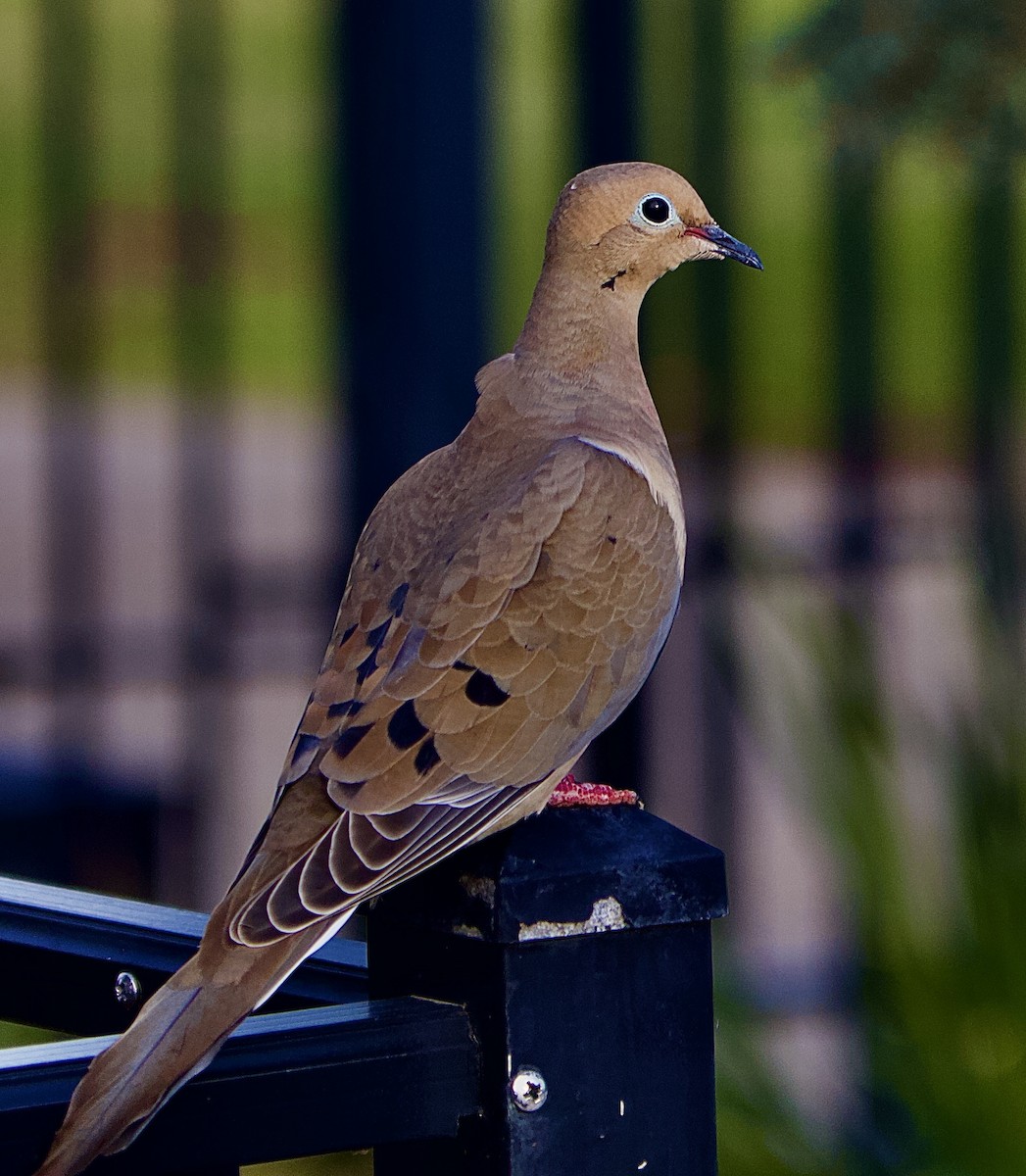 Mourning Dove - ML434867391