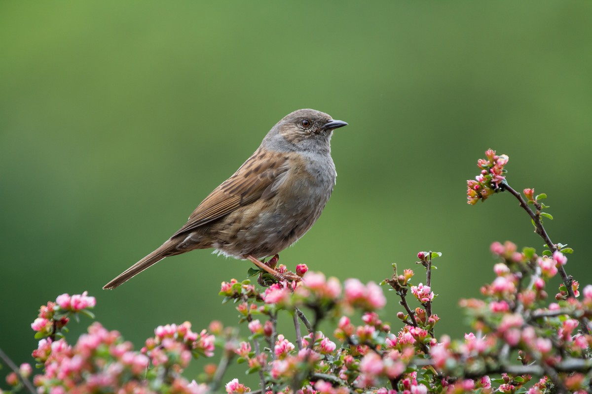 Dunnock - ML43486791