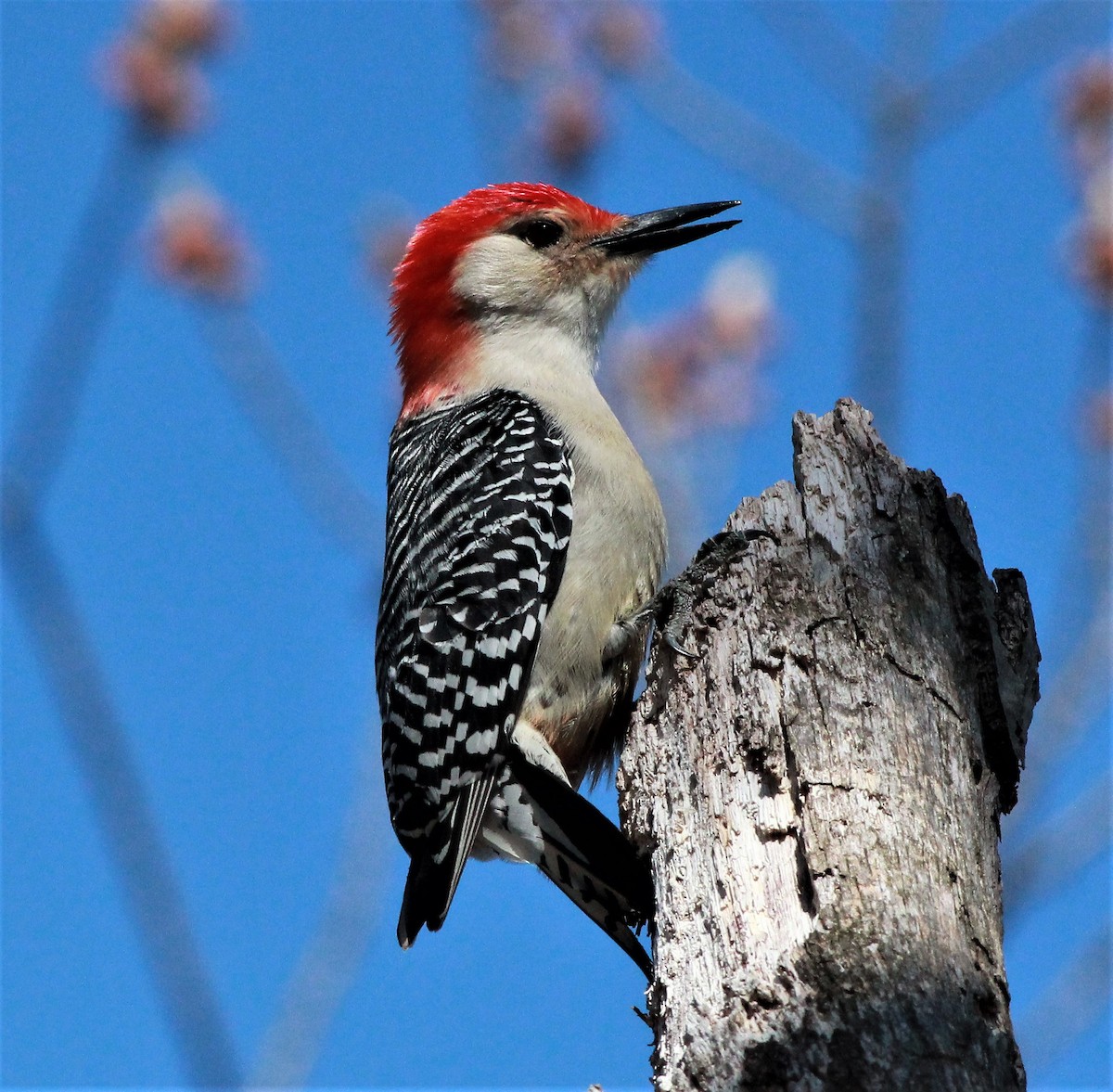 Red-bellied Woodpecker - ML434868231