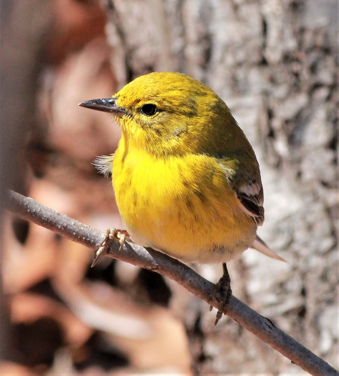 Pine Warbler - ML434868441