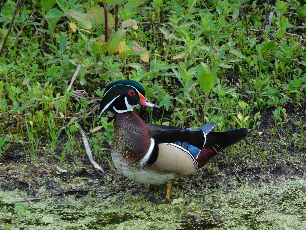 Wood Duck - ML434869321