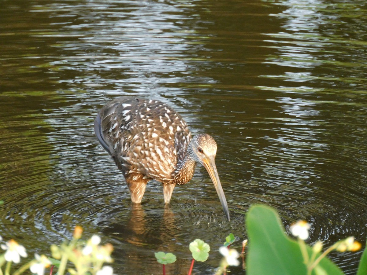 Limpkin - Bailey Cleveland