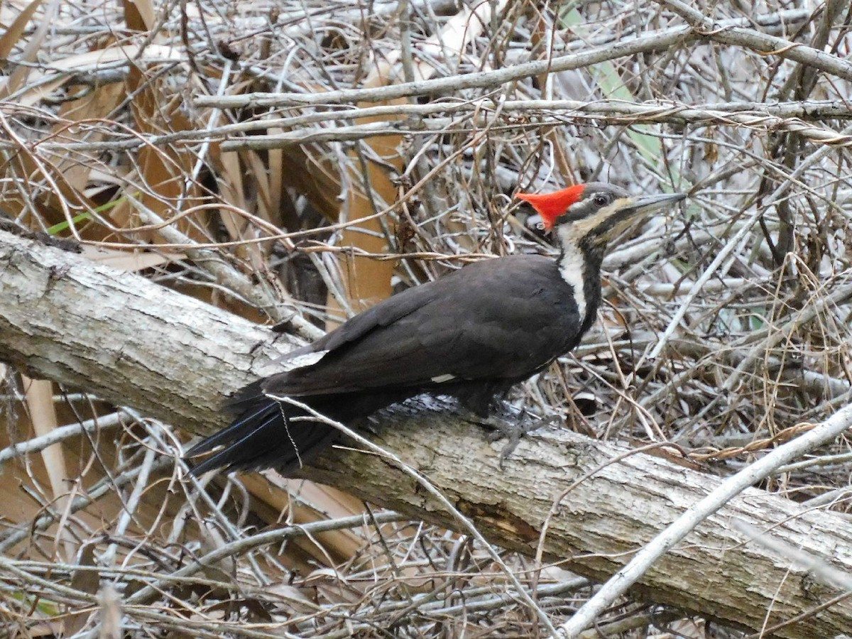 Pileated Woodpecker - Bailey Cleveland