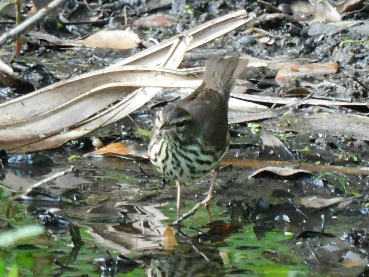 Northern Waterthrush - ML434869671