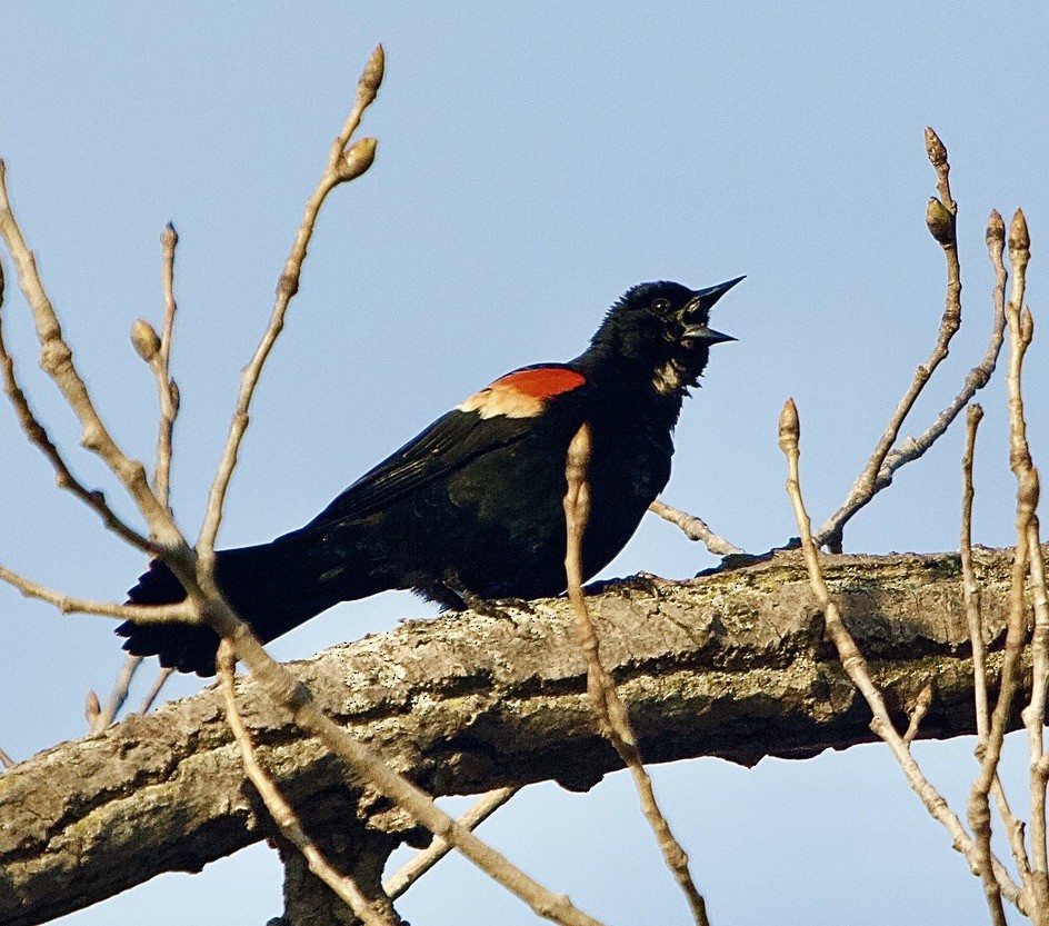 Red-winged Blackbird - ML434870491