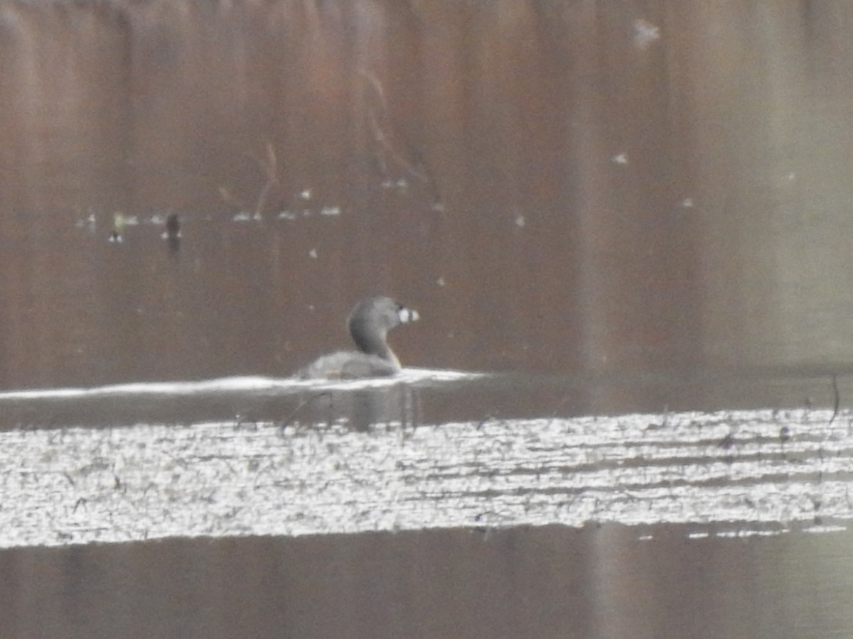 Pied-billed Grebe - ML434870781