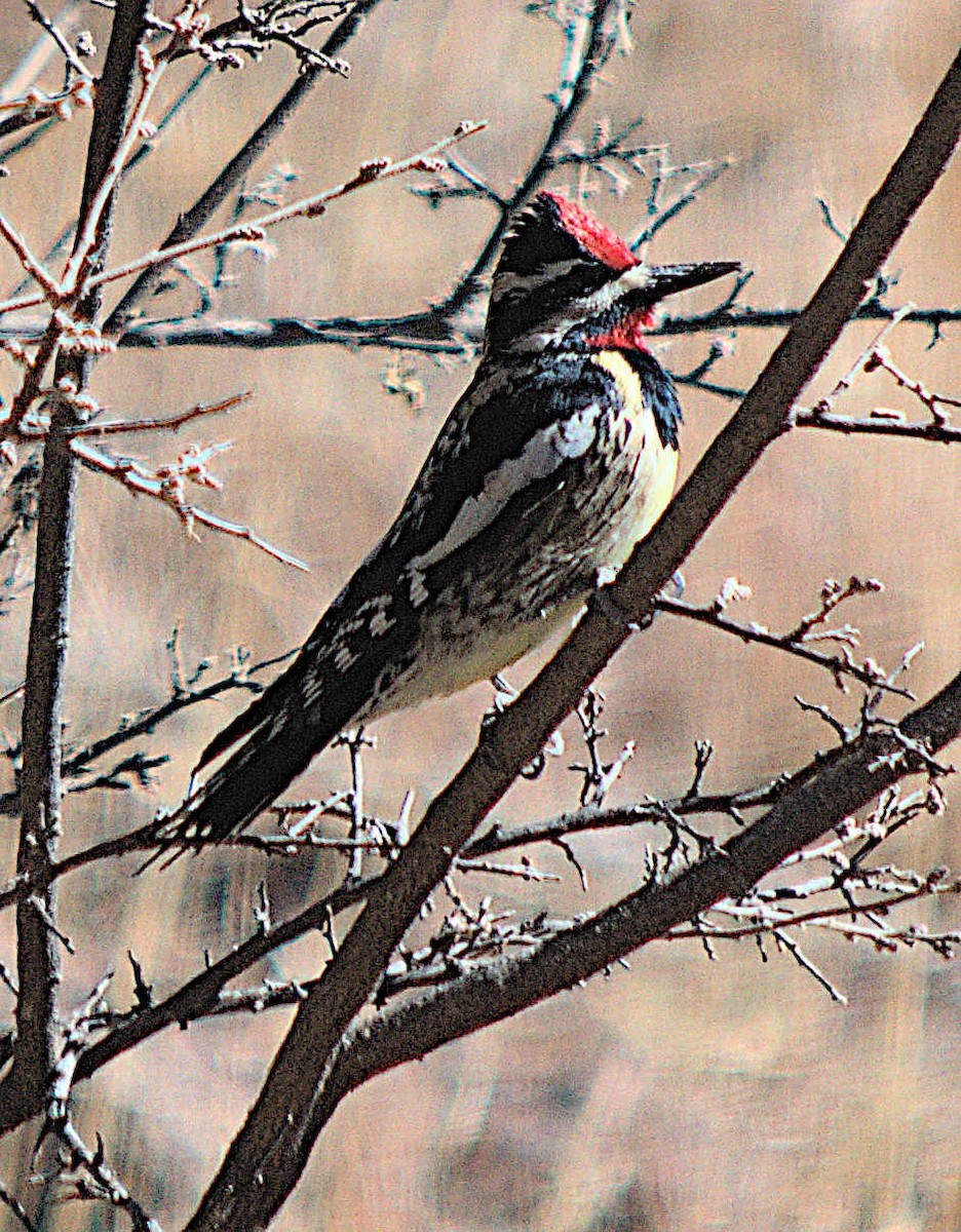 Yellow-bellied Sapsucker - Steve and Sue Whitmer