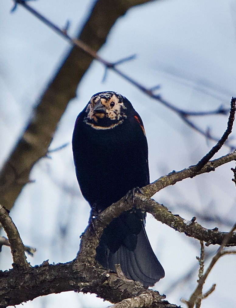 Red-winged Blackbird - ML434871031