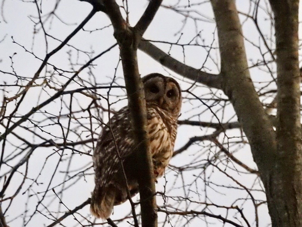 Barred Owl - ML434872031