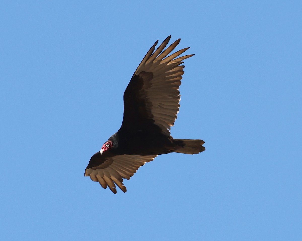 Turkey Vulture - ML434872191
