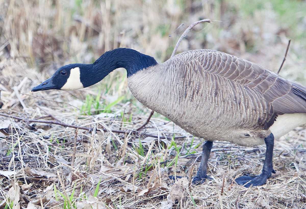 Canada Goose - ML434872291