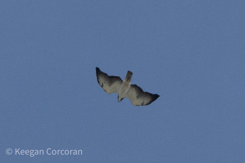 Short-tailed Hawk - Keegan Corcoran