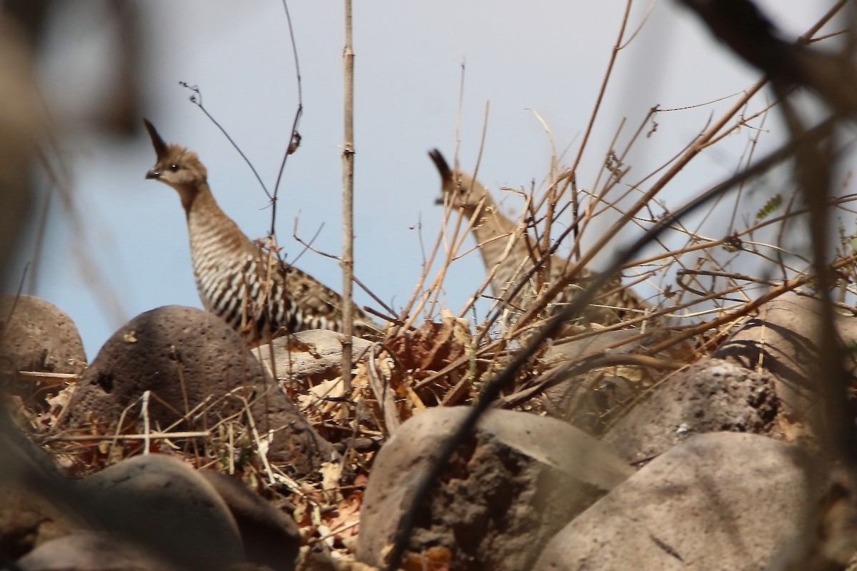 Banded Quail - ML434874961