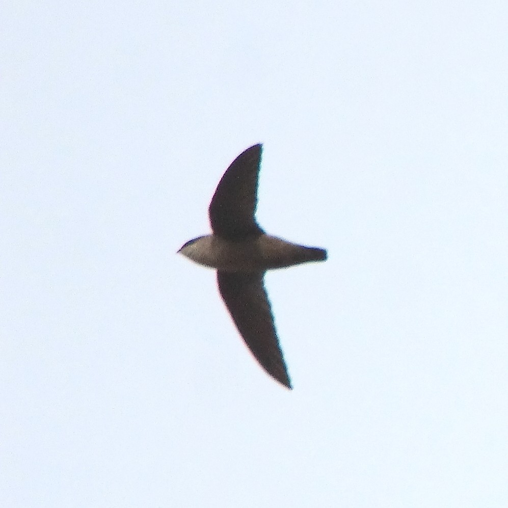 Vencejo de Vaux - ML434875041