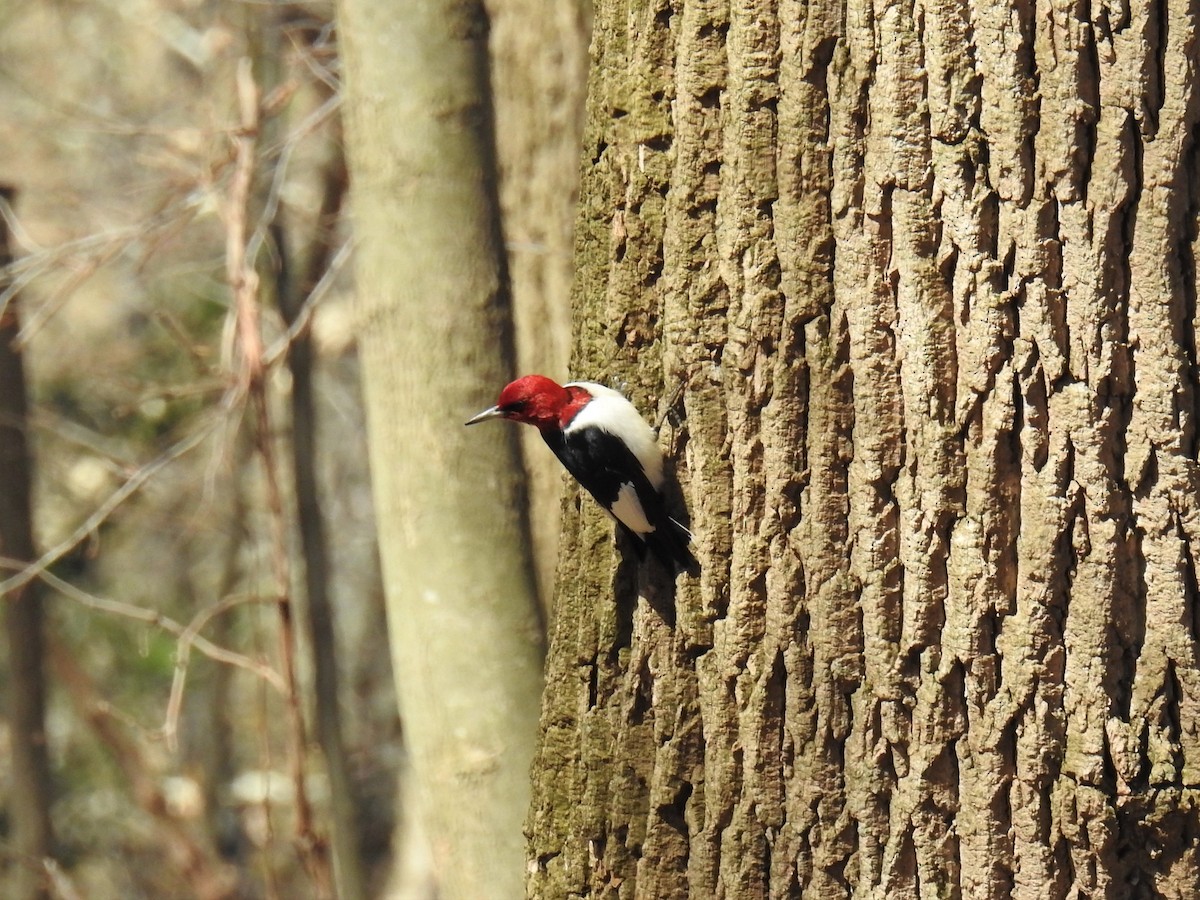 Red-headed Woodpecker - James Holsinger