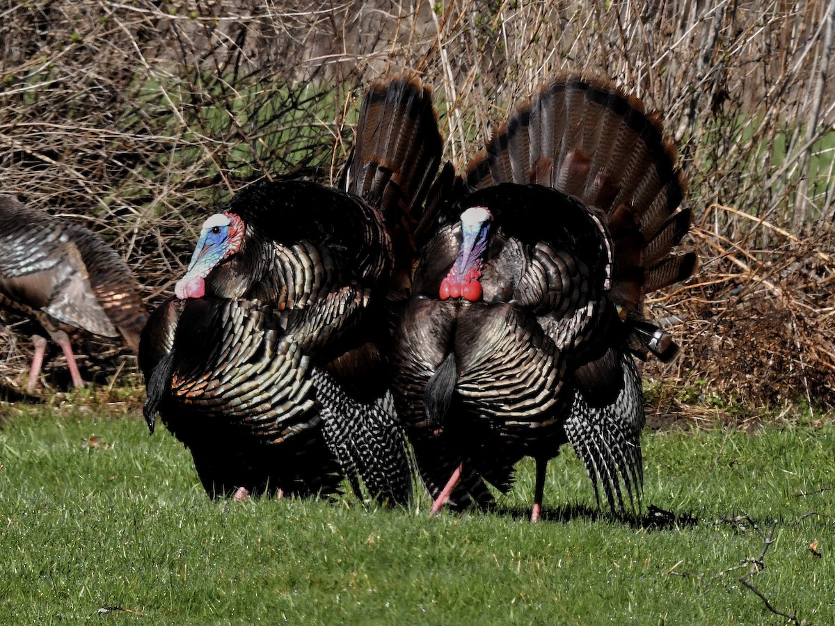 Wild Turkey - Bill Massaro