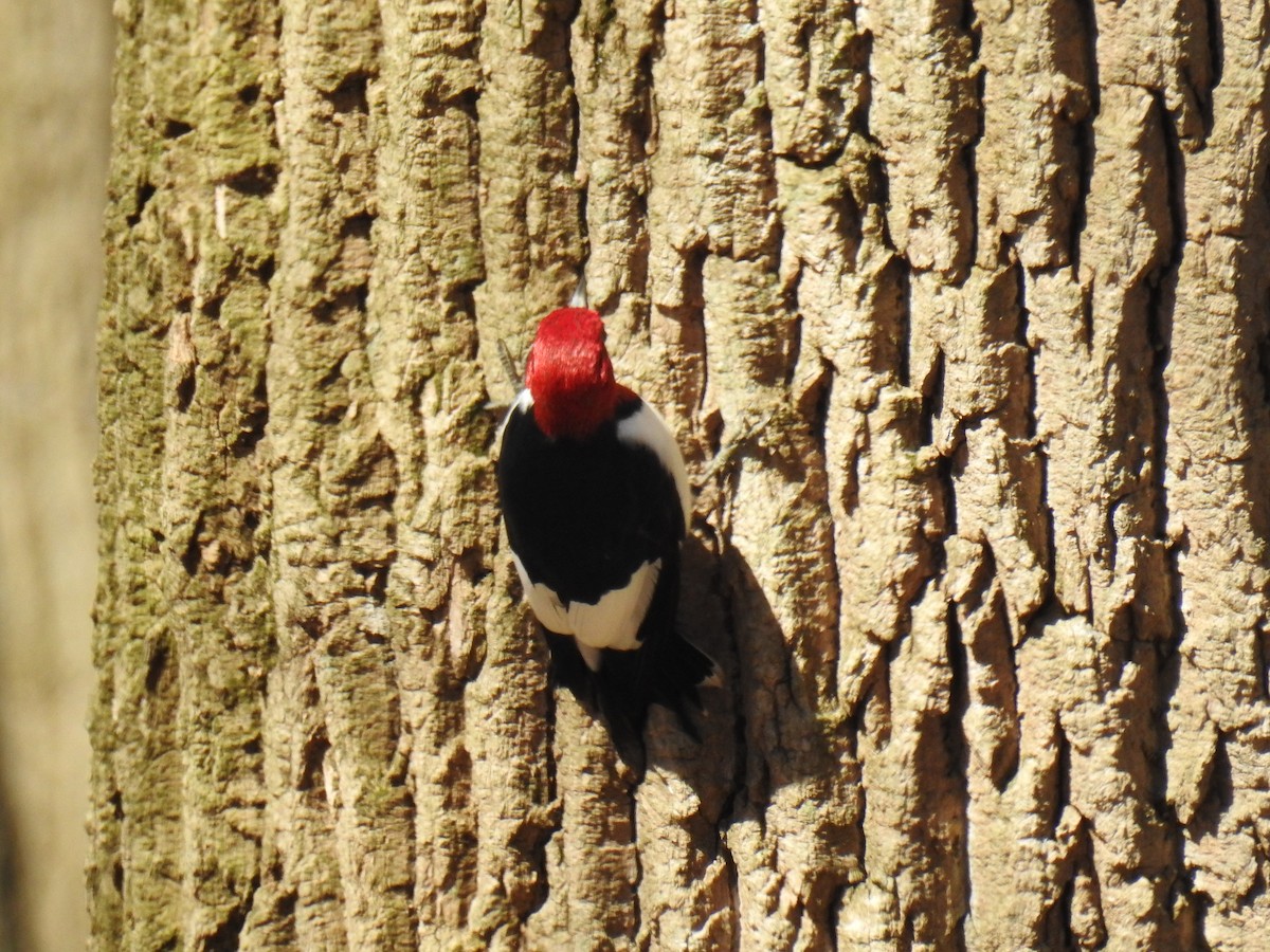 Red-headed Woodpecker - ML434876971