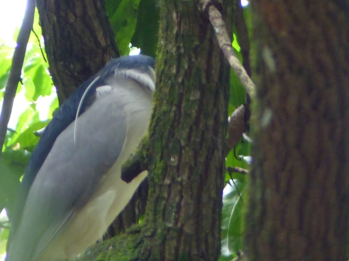 Black-crowned Night Heron - LUIS CARLOS LUGO QUESADA