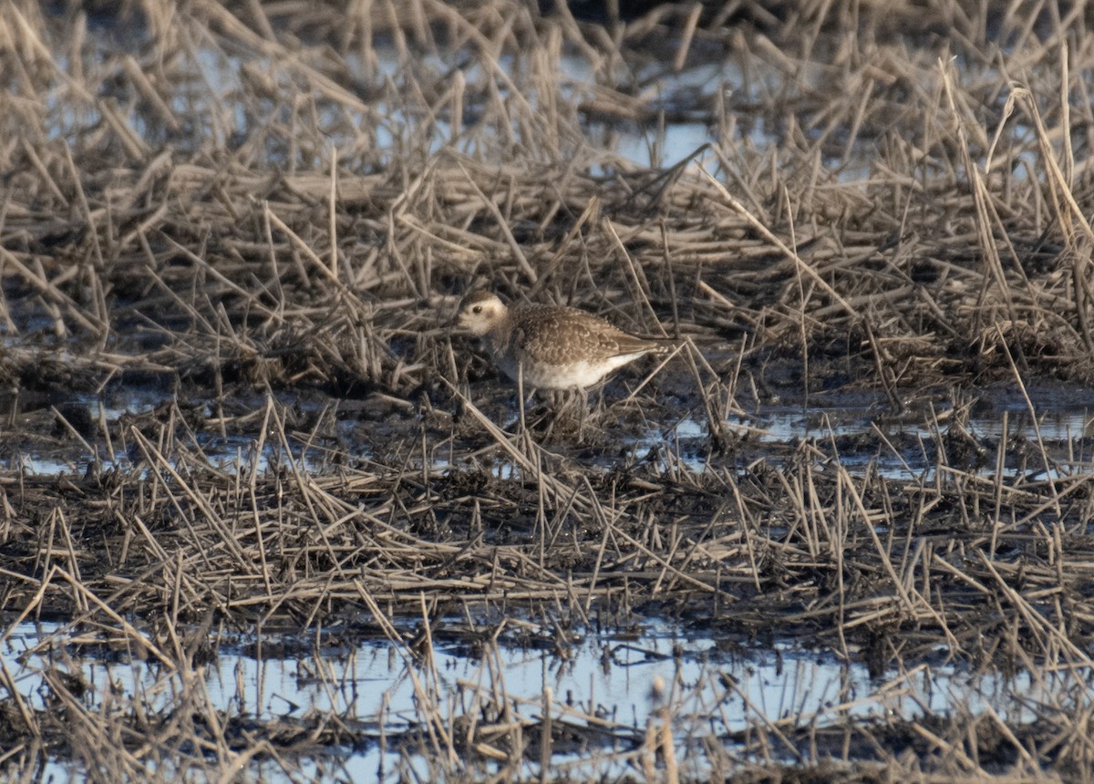 American Golden-Plover - ML434879091