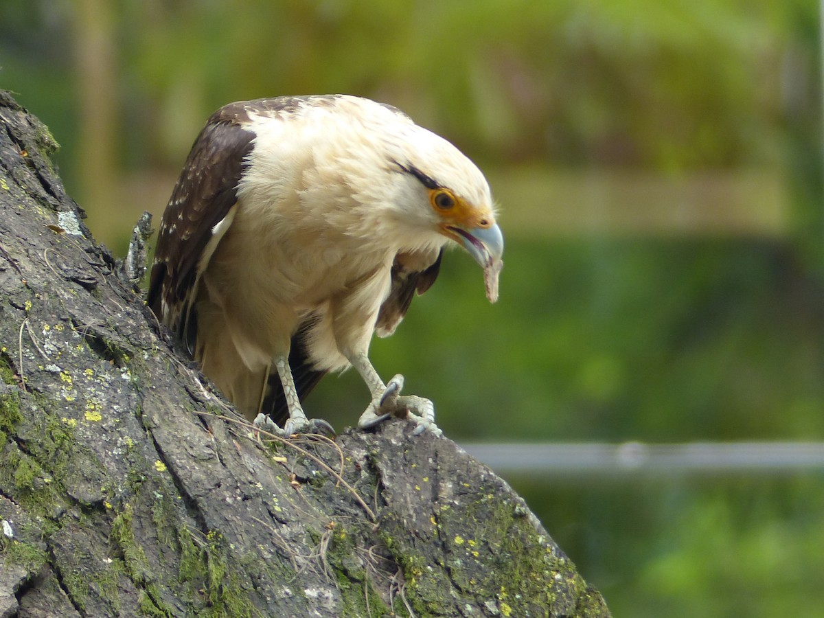 Caracara à tête jaune - ML434879131