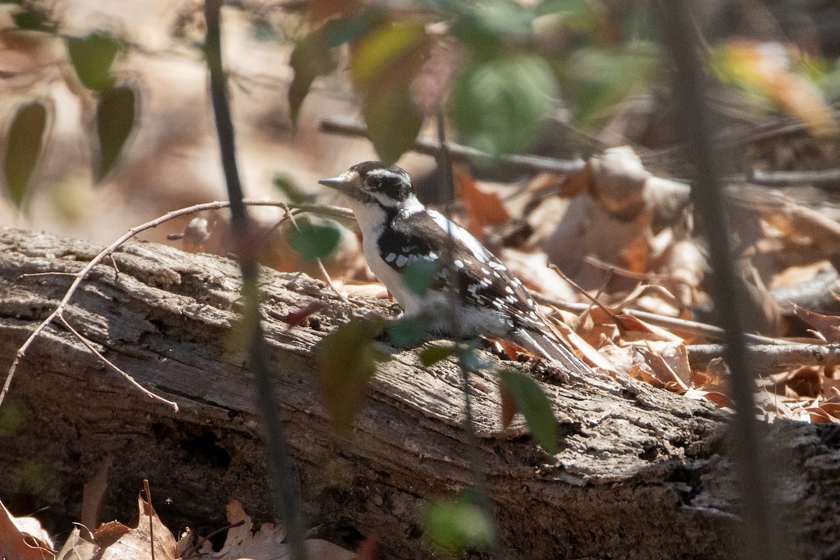 Downy Woodpecker - ML434879381