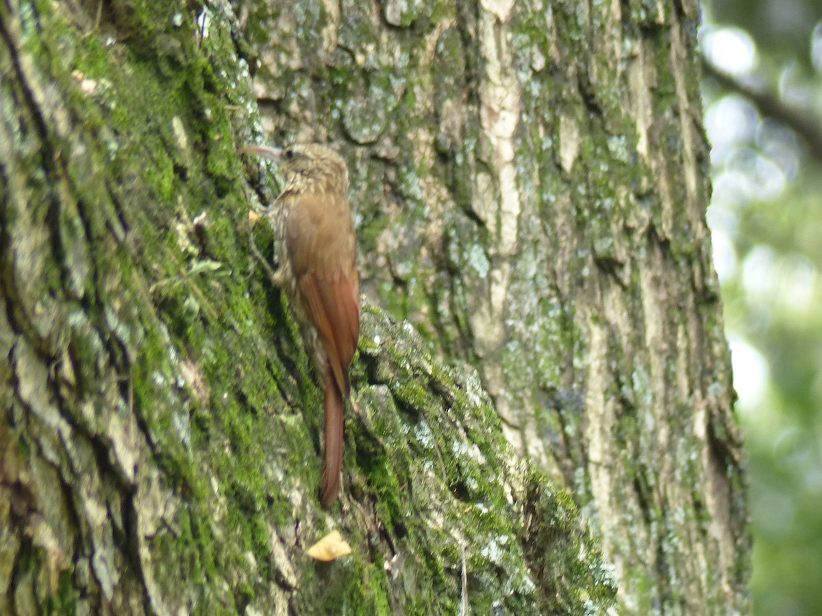 Streak-headed Woodcreeper - ML434879491