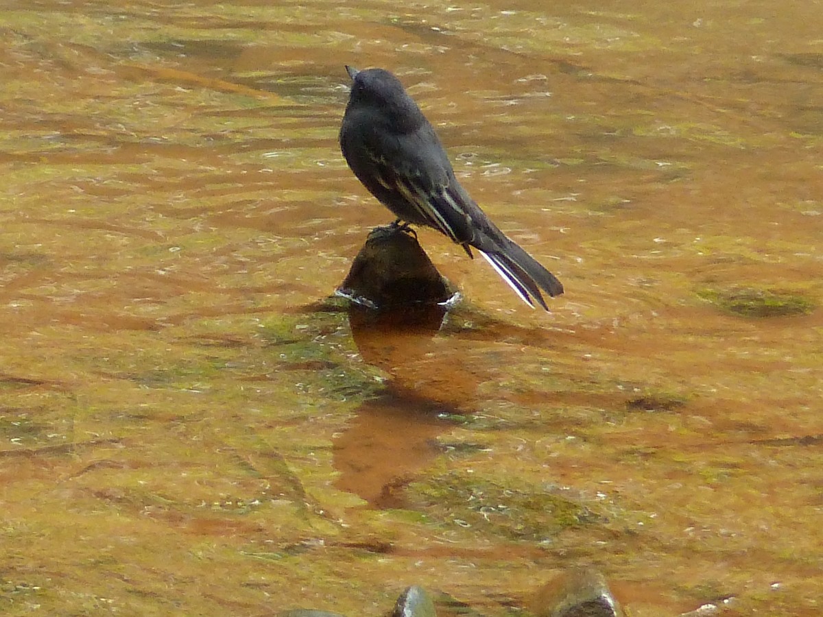 Black Phoebe - LUIS CARLOS LUGO QUESADA