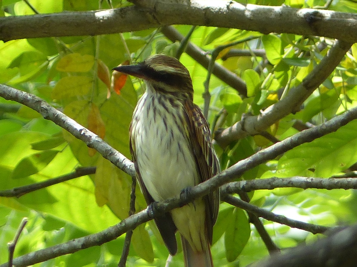 Streaked Flycatcher - ML434880061