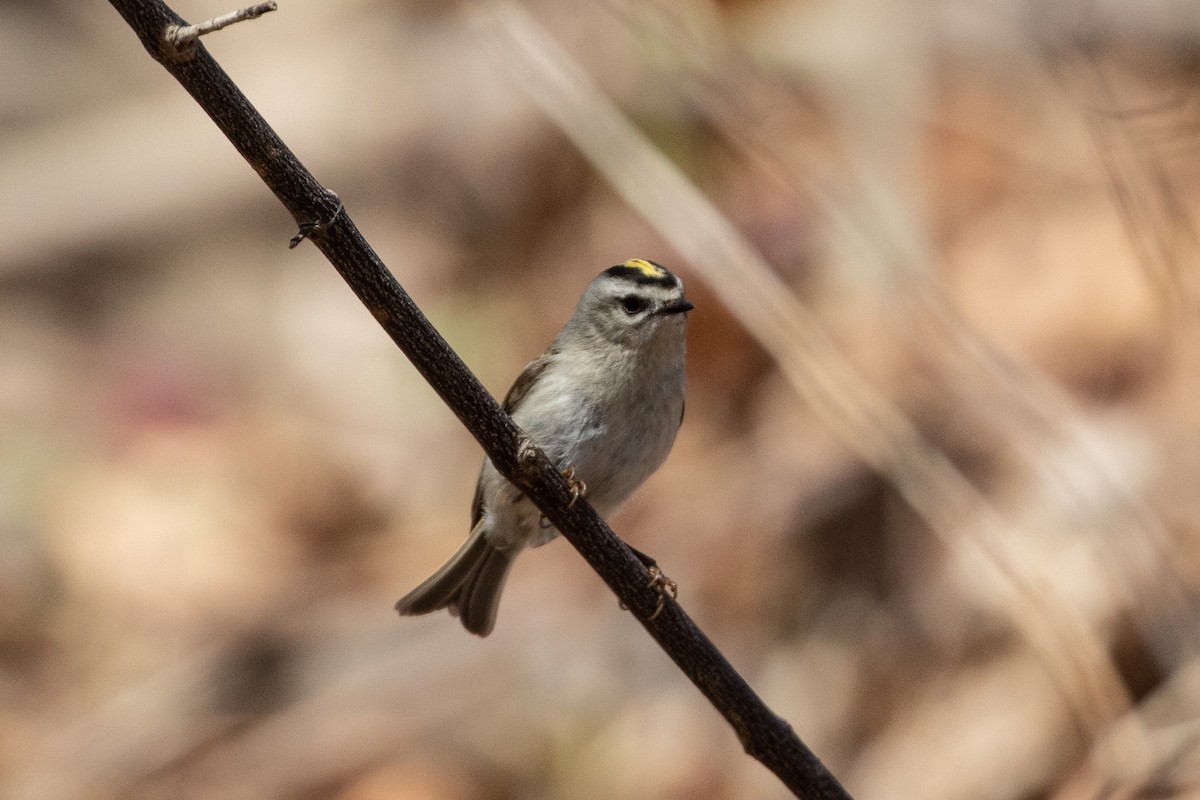 Golden-crowned Kinglet - ML434880071