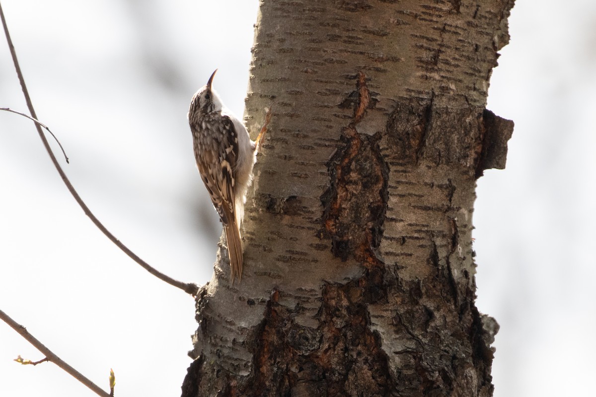 Підкоришник американський - ML434880431