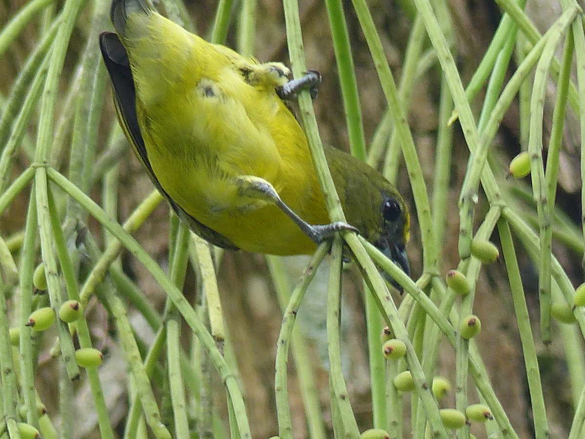 Thick-billed Euphonia - ML434880521