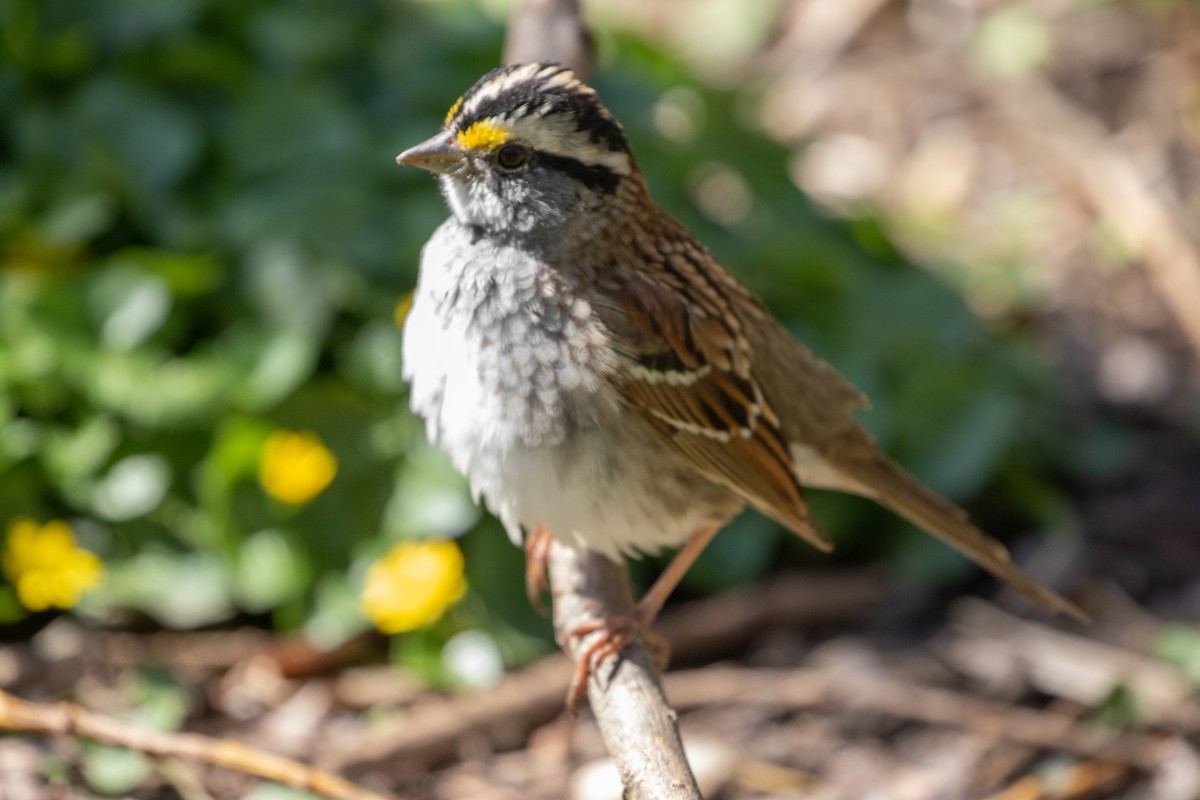 White-throated Sparrow - ML434881511