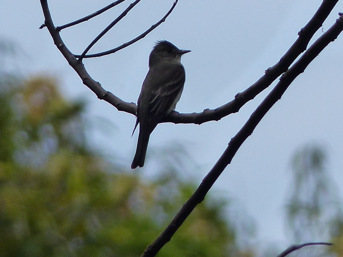 Yellow-bellied Elaenia - ML434882091