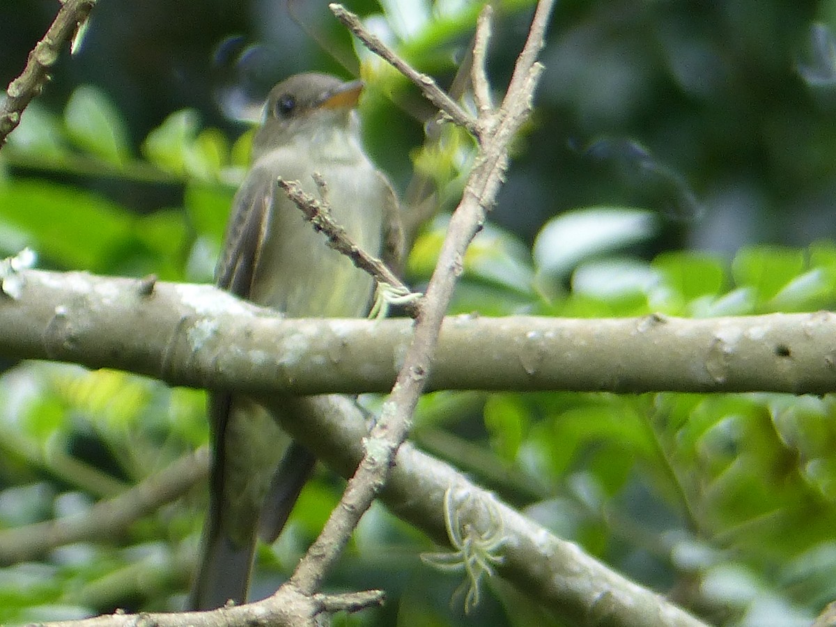 Yellow-bellied Elaenia - ML434882111