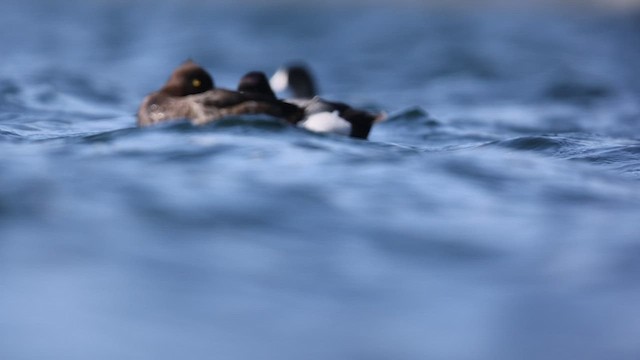 Tufted Duck - ML434883021