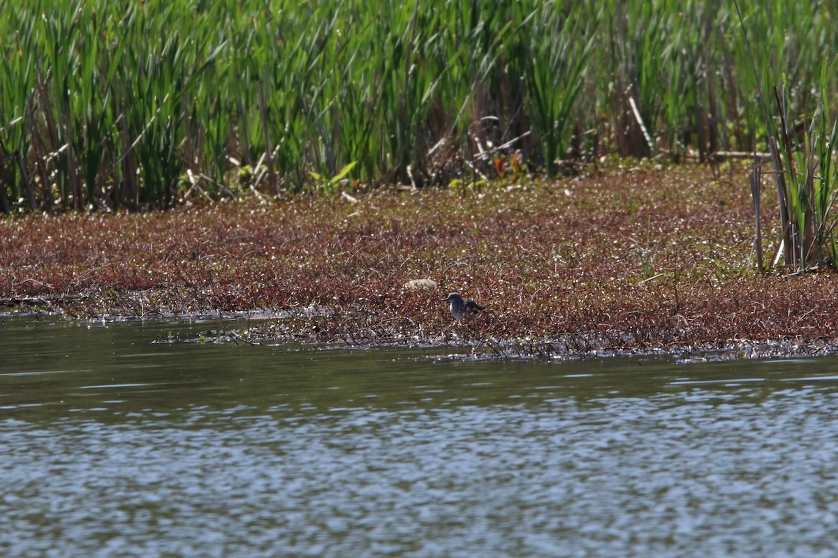 Solitary Sandpiper - ML434883051